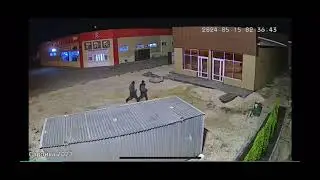 Город Липецк. Воруют туи.