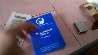 Как везти кошку в поезде по новым правилам 2019 г.
