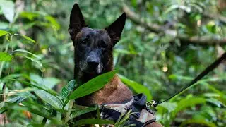 How a Big Dog Helps Save Tigers