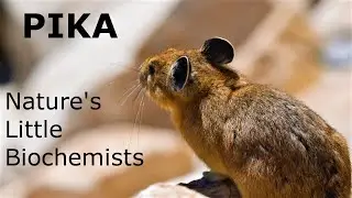 The American Pika: Nature's little biochemist