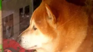 Penjaga Toko Anjing Jadi Sensasi Internet