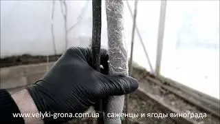 кишмиш ЛАМБОРДЖИНИ, зимняя посадка саженца виноград  #ламборджини #аватар #рататуй #velyki_grona