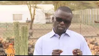 Kienyeji Chicken farming, profitable if well managed - Part 1