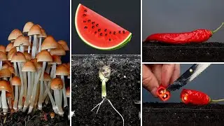 Best of 2020 Time lapses. 