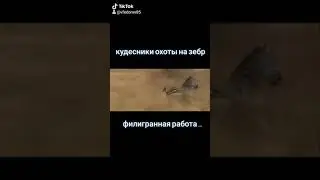 Львица