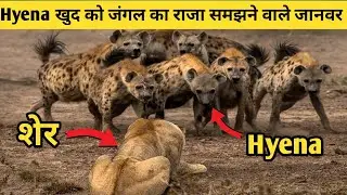 शेर और लकड़बग्धा की लड़ाई | Lion vs Hyena Fight Who Will Win | Why Lions Don't Eats Hyena?