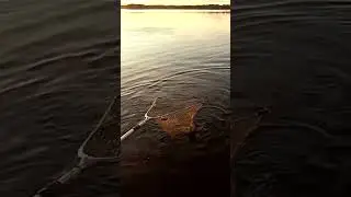Красавчик на зорьке! Рыбалка в Карелии.