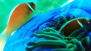 Diving at Koh Tao: Underwater film of Koh Tao Diving Site [HD]