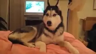 Говорящая собака