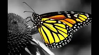 Monarch