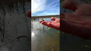 🦞HOW TO FARM CRAWFISH 