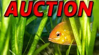 OCTOBER 24 CLUB AUCTION