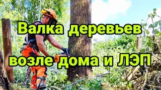 ✅Безопасное удаление деревьев между домом и линиями электропередач. Арбористика. Промальп✅ #logger