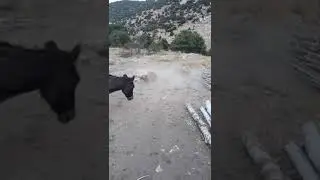 Bu eşekler napiyor| eşeklerin apaçi dansı | Eşeklerin eğlenme anı|tiktok donkey| tiktok eşek videosu
