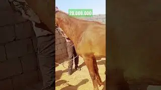 кизирик хжохон бозори от бозор 