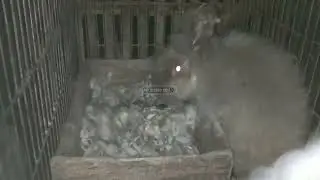 INDUKAN KELINCI RAJIN MENYUSUI | ANAK CEPAT GEDE DAN GEMUK