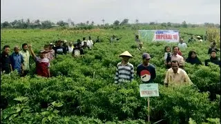 BISI Sahabat Petani: Cabai Suppeerrrr Lebat, Disuka Petani Indonesia - Terkenal Sampai India