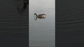 goose feeding num num num