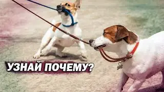 Собака не слушается тебя на улице?/ 