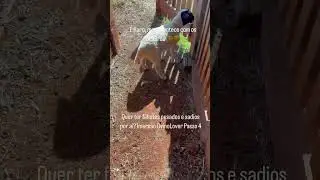 Só acontece quando o filhote é saudável