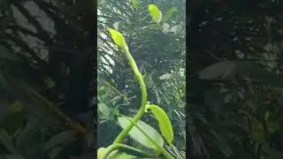 Pohon Vanilly