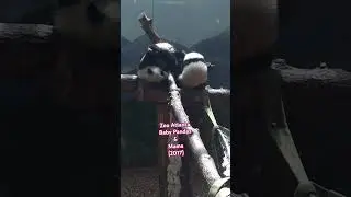 Sharing Baby Pandas From Zoo Atlanta 2017. Hope They Make U Smile😊 #babyanimals #zoo #fyp #family