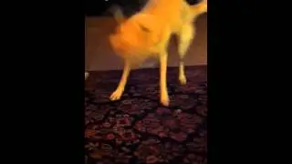Kill the kitty