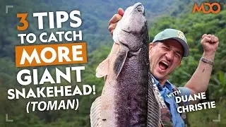 3 Tips to Catch MORE Giant Snakehead! (Toman) [有中文字幕]