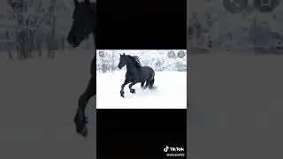 cavalo