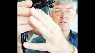 Обитатели Марианской Впадины