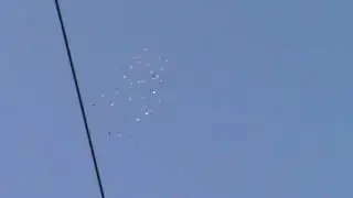 Пермские голуби.