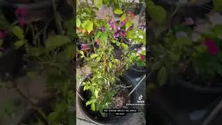 Why I’m Letting Our Rose Bushes Die 