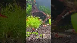 Аквариумные креветки 🦐