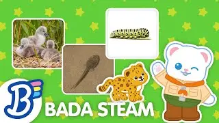 🐶🐱 (NEW!) STEAM Lesson | Baby Animals