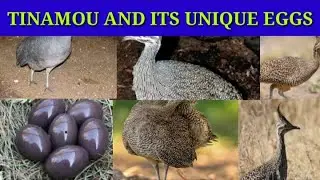 Tinamou and its unique eggs 