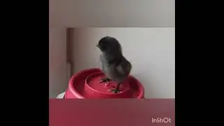 Цыплята ухейилюй. Китайская порода. Чёрные.