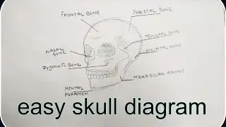 how to draw skull || easy tutorial || #biology #science #autonomy