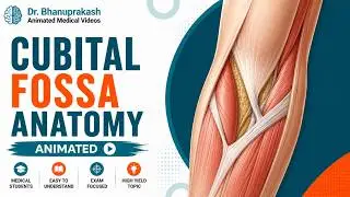 Cubital Fossa Anatomy Animation | Boundaries and Contents | USMLE Review