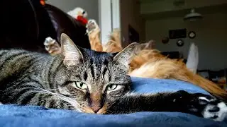 Peaceful Coexistence | Golden Retriever And Cats Relaxing In Perfect Harmony | Funny & Cute