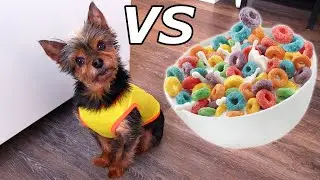 EXPERIENCE CHIEN VS CÉRÉALES VOLANTES
