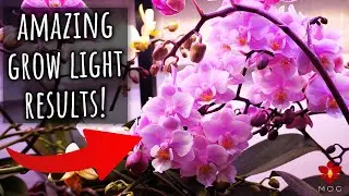 My Orchids bloom AMAZING under these grow lights! 💡
