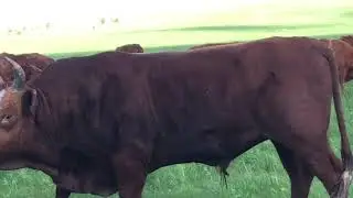 Бык  Джунгар Калмыцкой породы‼️