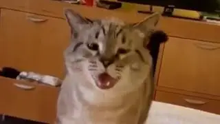 (・Θ・) + ∪･ω･∪ +  (=^･ω･^=) + neuro trap