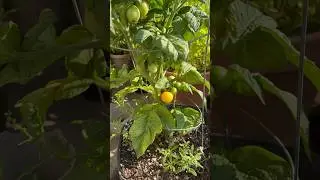 Tomato Plant Spotlight. Dwarf Desert Star #gardening #vegetablegardening #tomatoplant