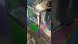 Después de la playa le damos un baño a mi Akita Americano