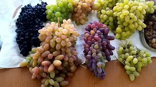 Сбор урожая винограда перед заморозками.