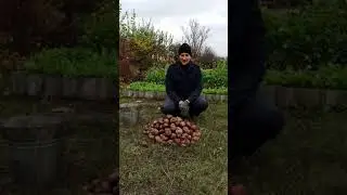 результат второй урожай