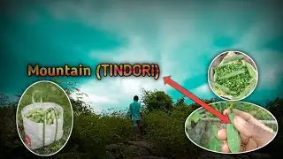 Mountain (TINDORI) Vlogs 2022