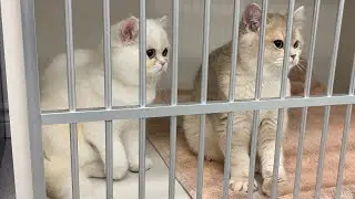 kittens knead their vet worries away.🤗