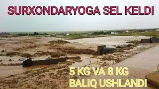 SURXONDARYOGA SEL KELDI 7 KG 5 KG BALIQ USHLANDI @MusulmonjonIbragimov